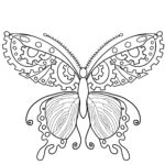 Chronarch Butterfly, by Kayla Tobin